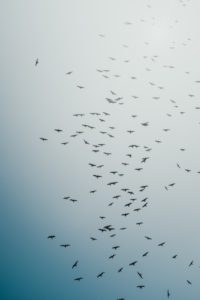 group of birds flying in the sky